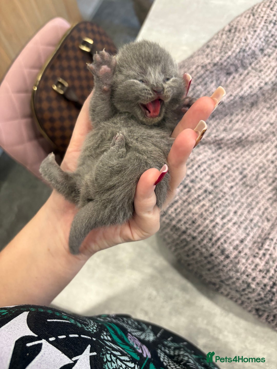 British Shorthair cats for sale: BSH kittens for sale from KC&Pedigree reg parents - Image 2
