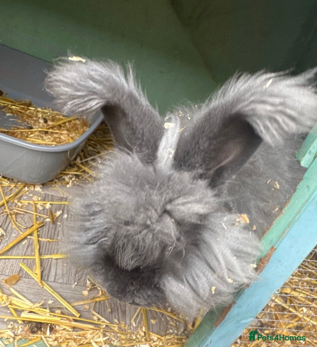 Angora rabbits for sale: male angora rabbits for sale  - Advert 5