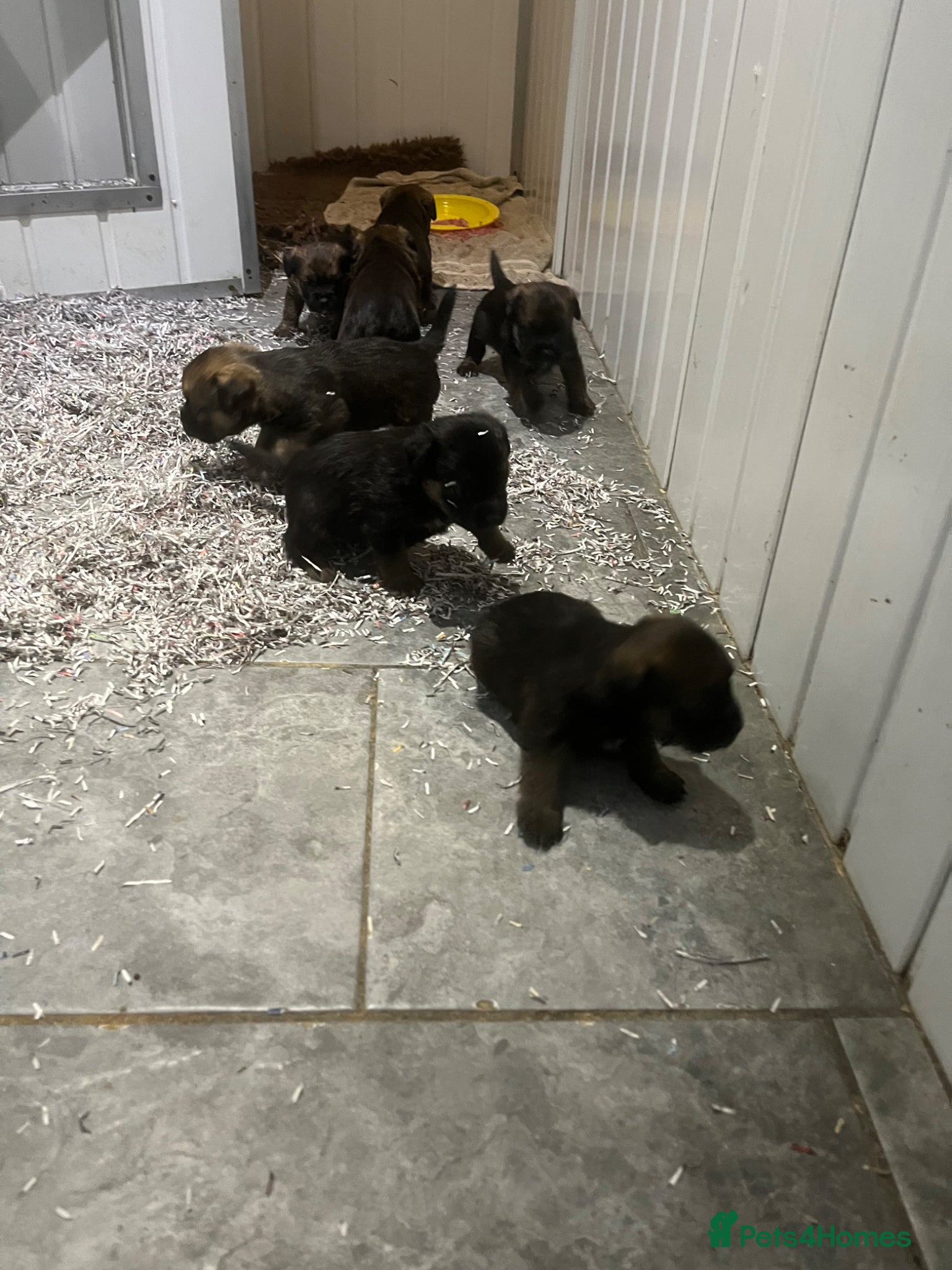 Border Terrier dogs KC reg Slem clear border terrier pups reg breeder - Advert 2