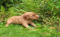 Cocker Spaniel dogs for sale: FTCH, KC REG working cocker pups - Image 21