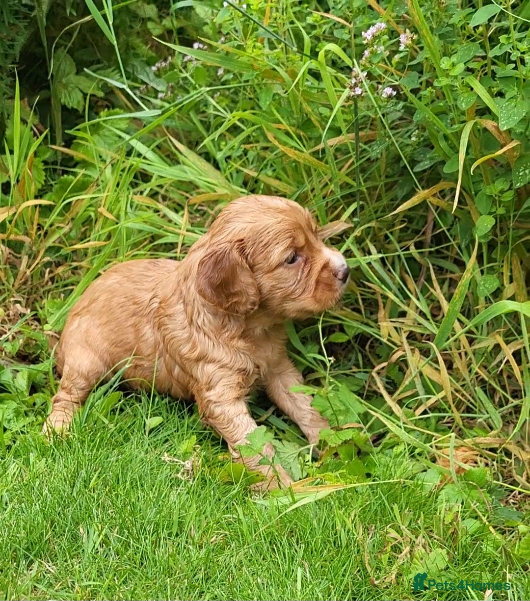Cocker Spaniel dogs for sale: FTCH, KC REG working cocker pups - Image 21