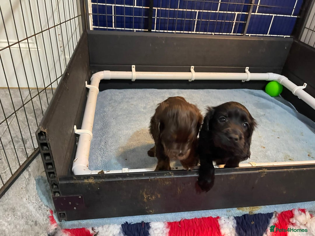 Cocker Spaniel dogs for sale: Gorgeous KC Reg Cocker Spaniels for Forever Homes - Advert 38