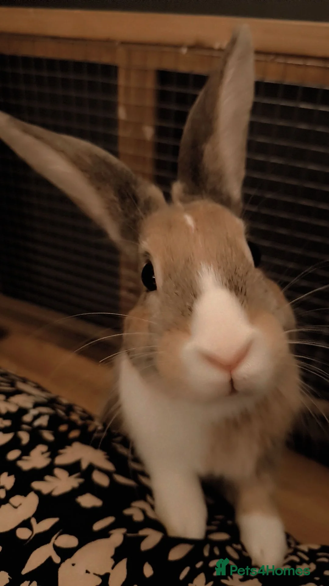 Mixed Breed rabbits for sale: Cinnamon and Rusty for adoption - Advert 2