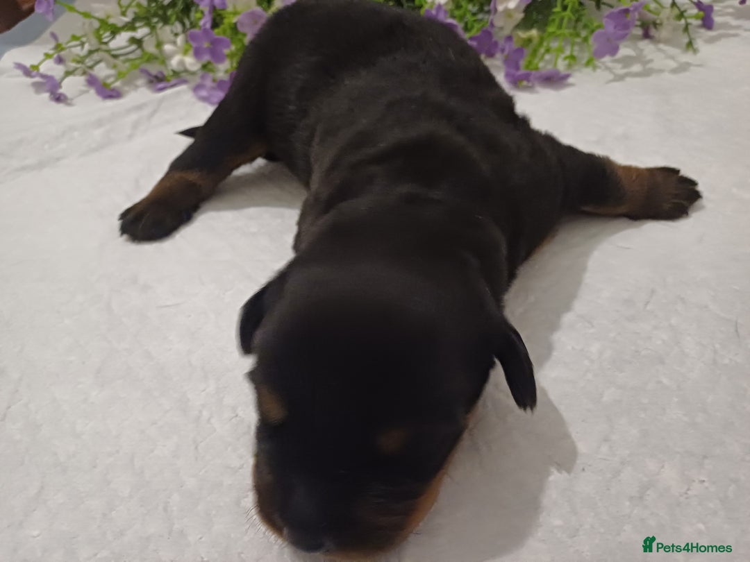 Rottweiler dogs for sale: Purebred Rottweiler Puppies Family Raised! 🐾 - Image 13