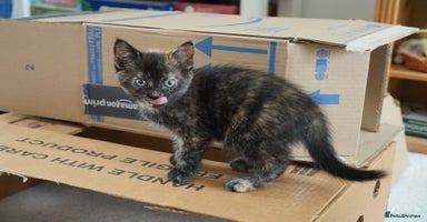 Mixed Breed cats - Advert 12
