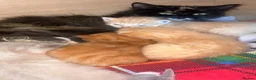 Mixed Breed cats for sale: 2 beautiful ginger boys left  - Advert 11