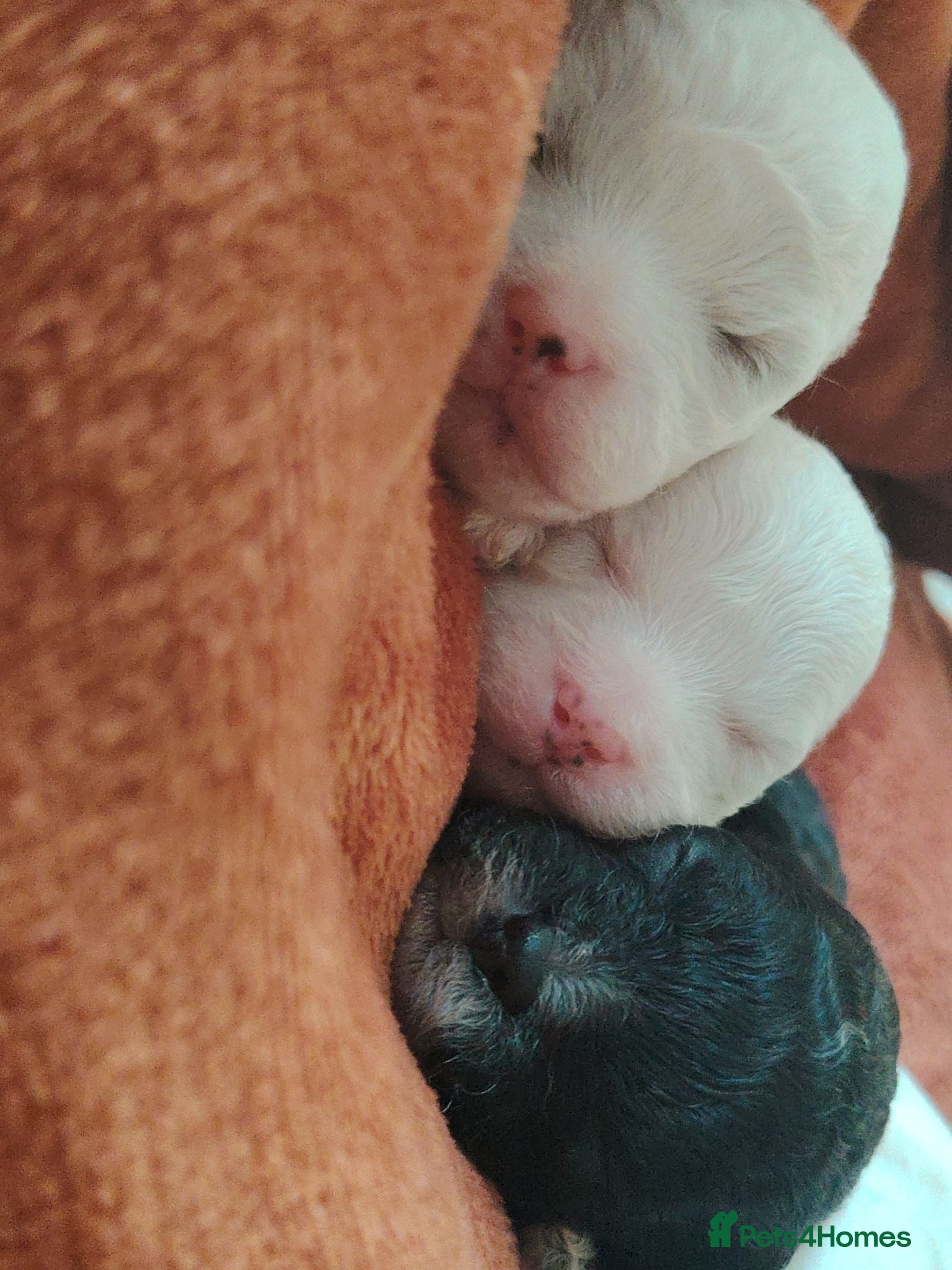 Shihpoo dogs 🤎🤍 The perfect babies 🤎🤍 - Advert 7