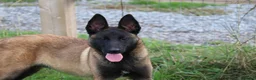 Belgian Shepherd Dog dogs for sale: Black mask mali pup - Advert 5