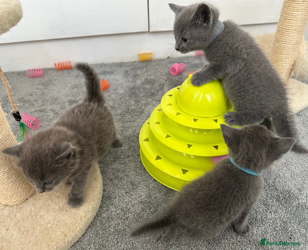 Russian Blue cats for sale: Russian Blue Kittens  - Advert 18