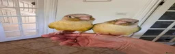 Conures birds for sale: A same sex pair of conures - Advert 5