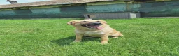 Mixed Breed dogs for adoption: Ruby for adoption!  in Brackley - Advert 13