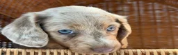 Miniature Dachshund dogs for sale: KC STUNNING COLOURED BLUE EYED SMOOTH & LONG COATS - Advert 33