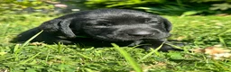 Labrador Retriever dogs for sale: Exceptional KC Labrador Puppies from Working Line  - Advert 39