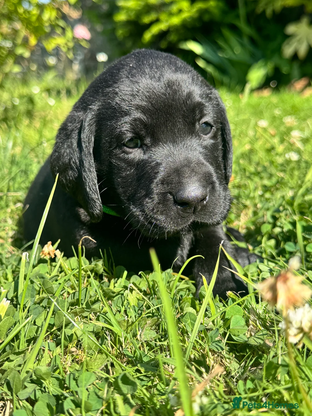 Labrador Retriever dogs for sale: Exceptional KC Labrador Puppies from Working Line  - Advert 39