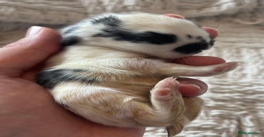 Mini Lop rabbits - Advert 6