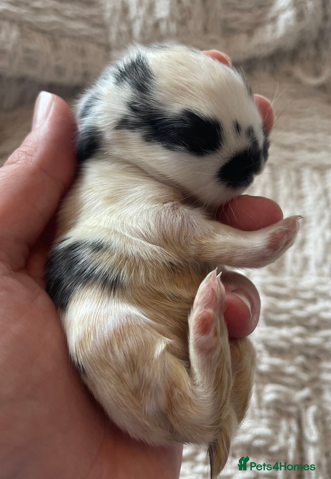 Mini Lop rabbits for sale: Mini lop babies available  - Image 2