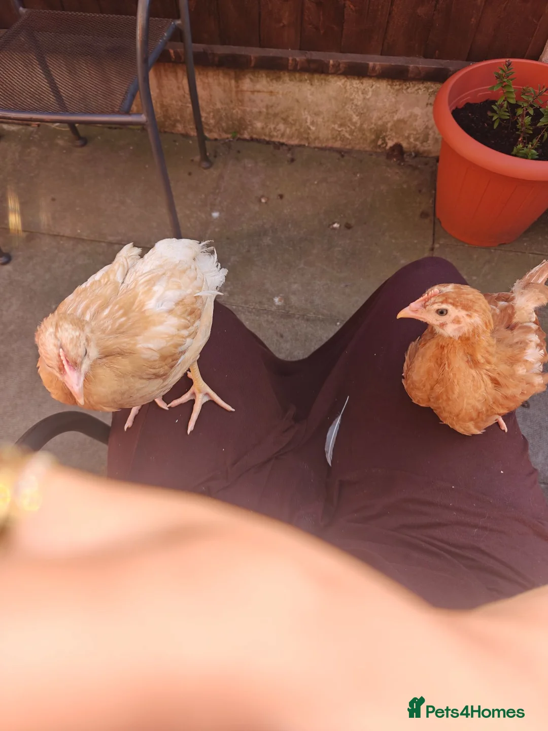 Chickens poultry for sale: Chicken for sale  - Advert 3
