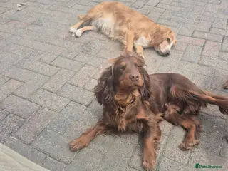 Cocker Spaniel dogs Working cocker pups - Advert 2
