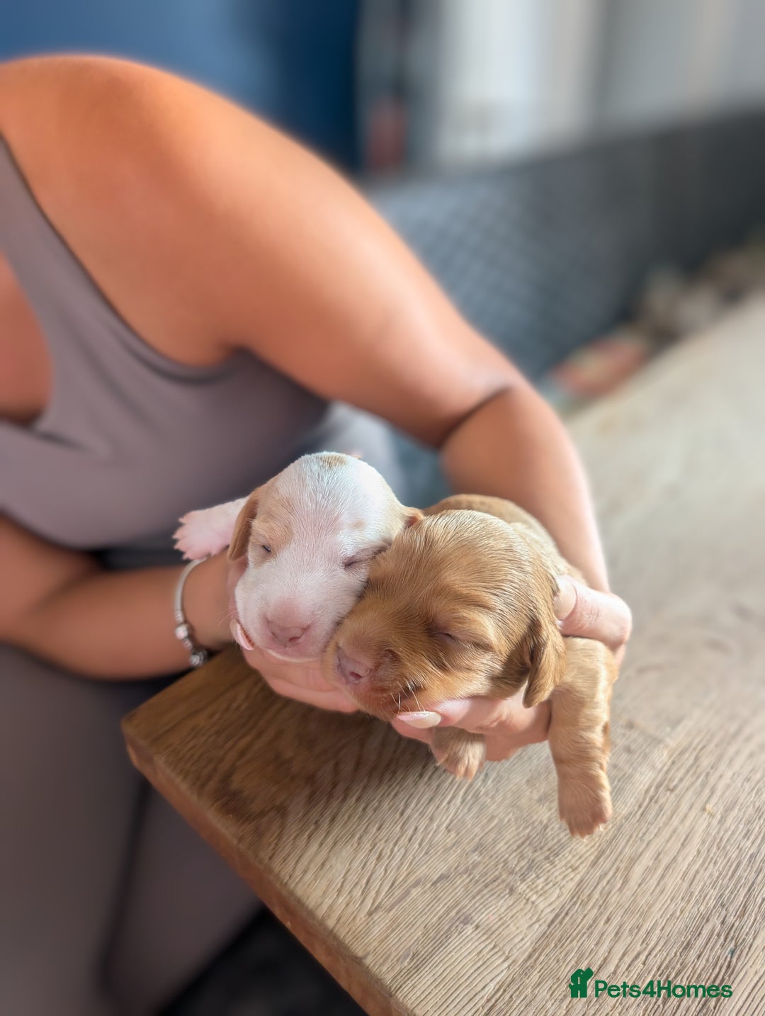 Miniature Dachshund dogs for stud: 🤎🤍 Chocolate Dapple Stud - PROVEN 🤎🤍 - Image 4
