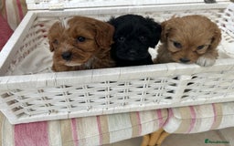 Cavachon dogs for sale: Outstanding Cavapoochon Puppies - Image 5