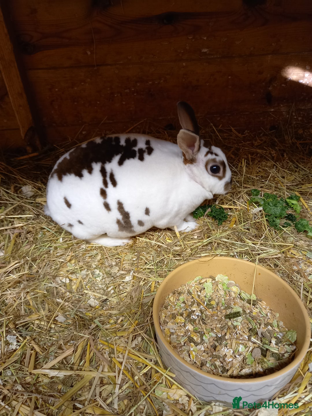 Rex rabbits for sale: Mini rex doe - Advert 2