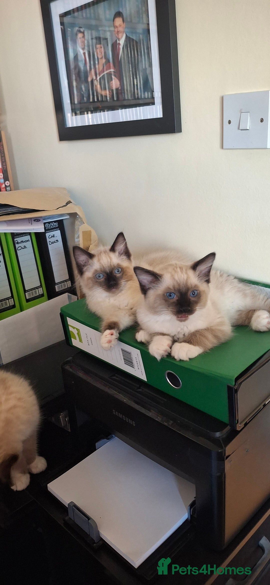 Ragdoll cats for sale: Stunning full Ragdoll kittens for sale - Image 18
