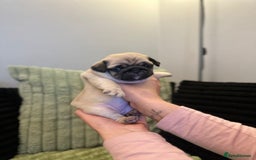 Pug dogs for sale: Pug Puppies - Image 10