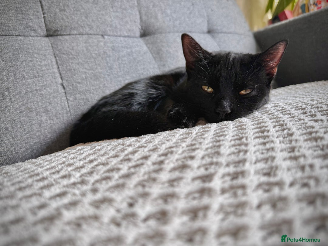 Mixed Breed cats for sale: 5 kittens for sale  - Image 2