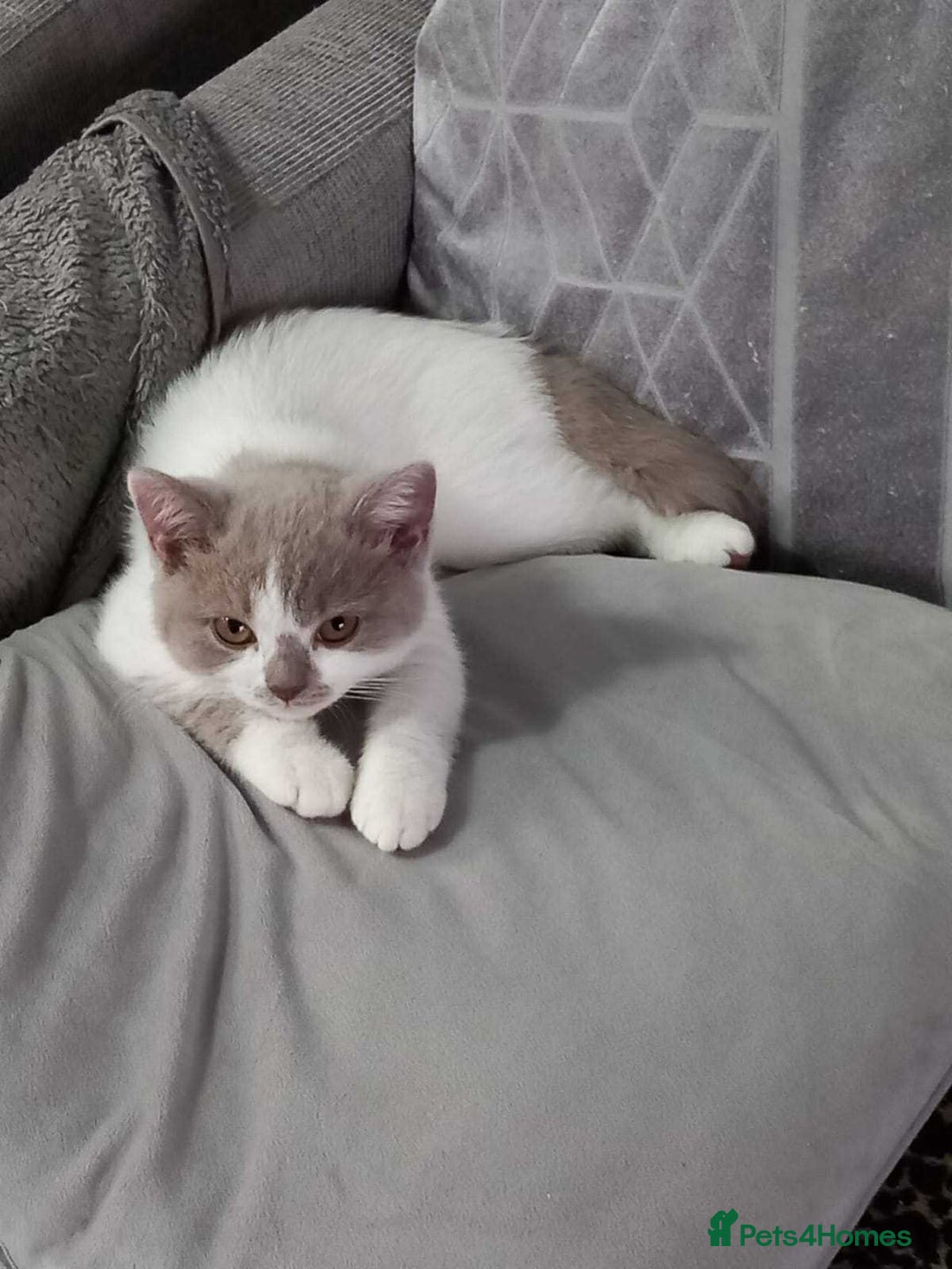 British Shorthair cats for sale: quality kittens gccf registered - Image 5