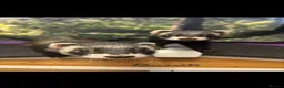 Ferret rodents for sale: 2 hobs father and son - Advert 1