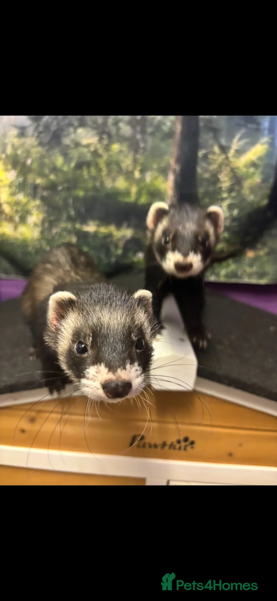 Ferret rodents for sale: 2 hobs father and son - Advert 1