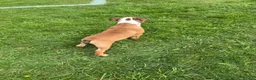 English Bulldog dogs for sale: Standard English Bulldog Puppies  - Advert 7