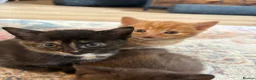 Mixed Breed cats for sale: 5 gorgeous kittens - Advert 2