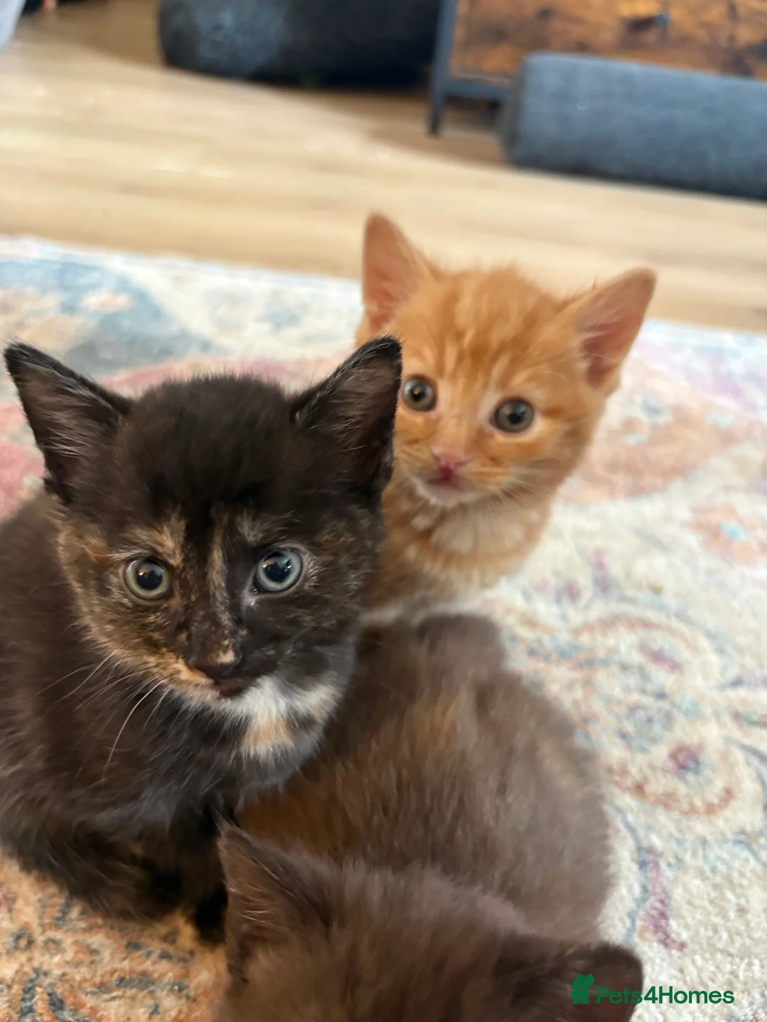 Mixed Breed cats for sale: 5 gorgeous kittens - Advert 2