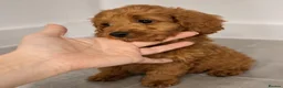 Cavapoo dogs for sale: Stunnng Cavapoo Puppies Ready For Their New Home - Advert 6