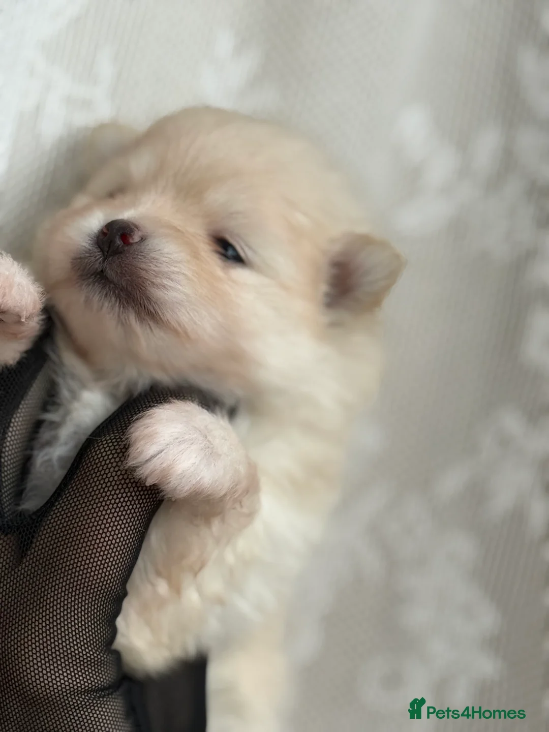 Pomeranian dogs for sale: Black and cream puppies - Advert 22