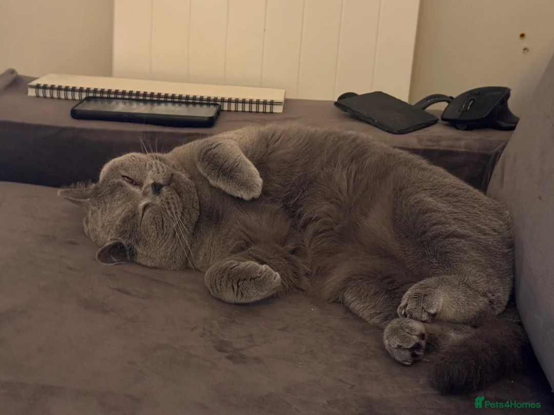 British Shorthair cats for sale: Ashiya - 4 year old pedigree British Shorthair - Advert 2