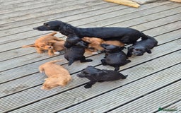 Cocker Spaniel dogs for sale: Working cocker spaniel pups - Image 22