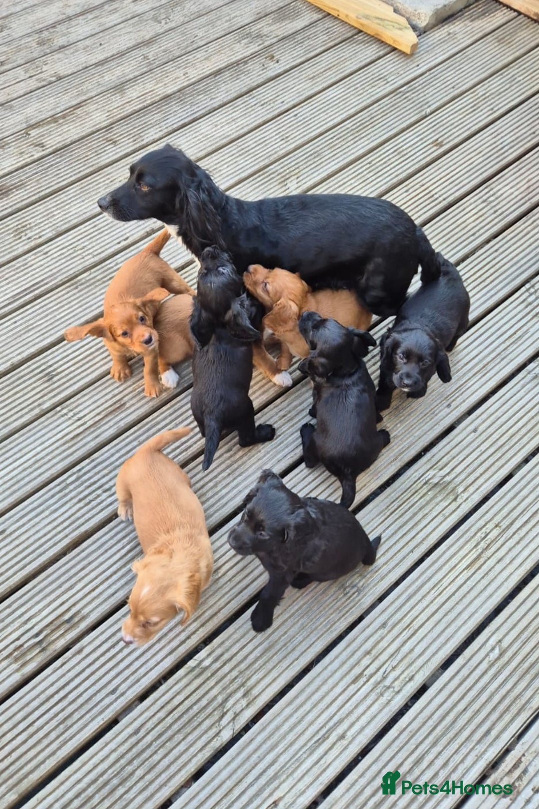 Cocker Spaniel dogs for sale: Working cocker spaniel pups - Image 22