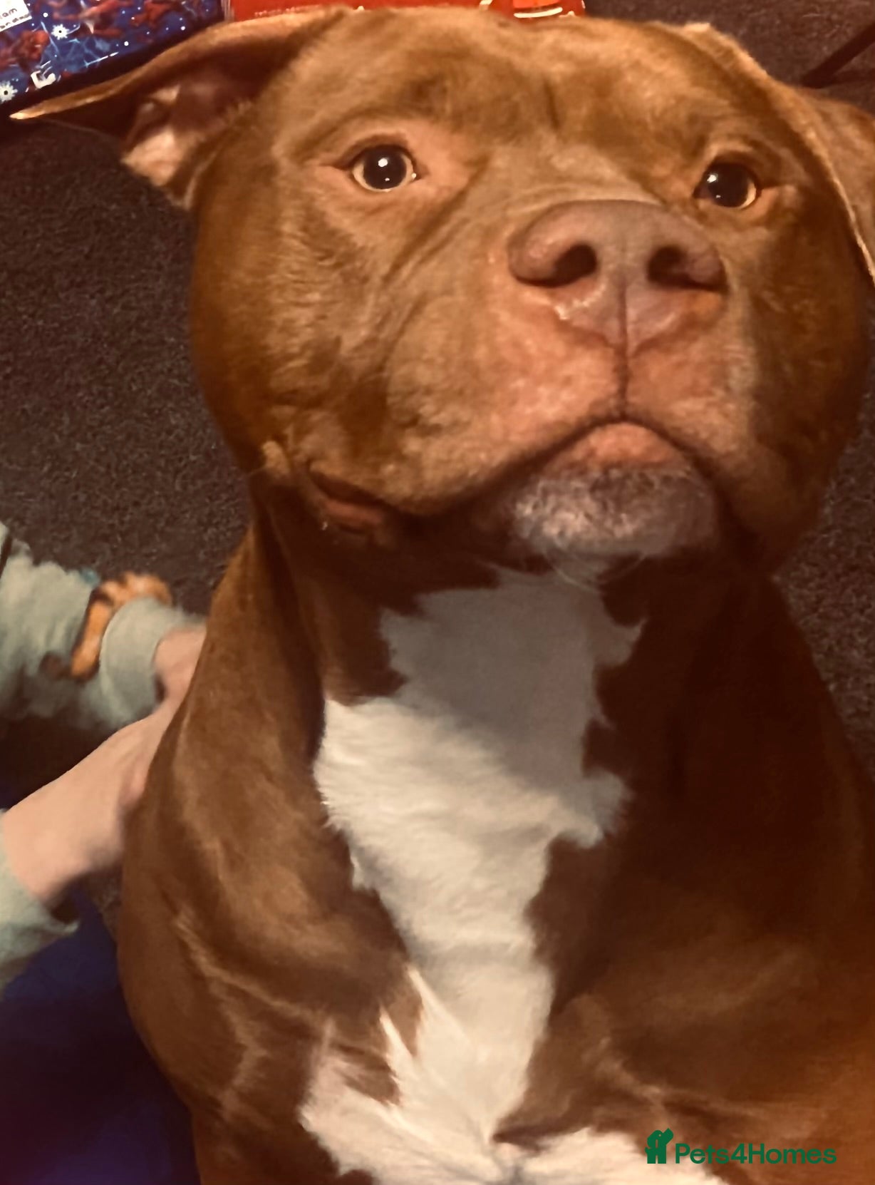 Mixed Breed dogs Staffordshire bull terrier  - Advert 1