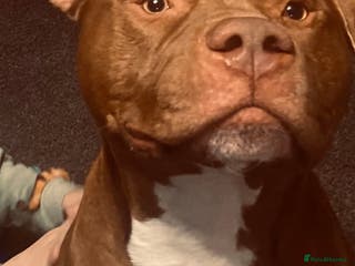 Mixed Breed dogs Staffordshire bull terrier - Advert 1