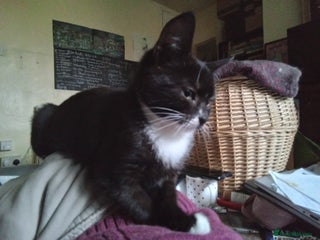 Mixed Breed cats Persian mix kittens and father - Advert 15