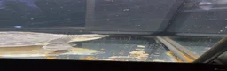 Turtle reptiles for sale: Fly river turtle and aquarium - Advert 9