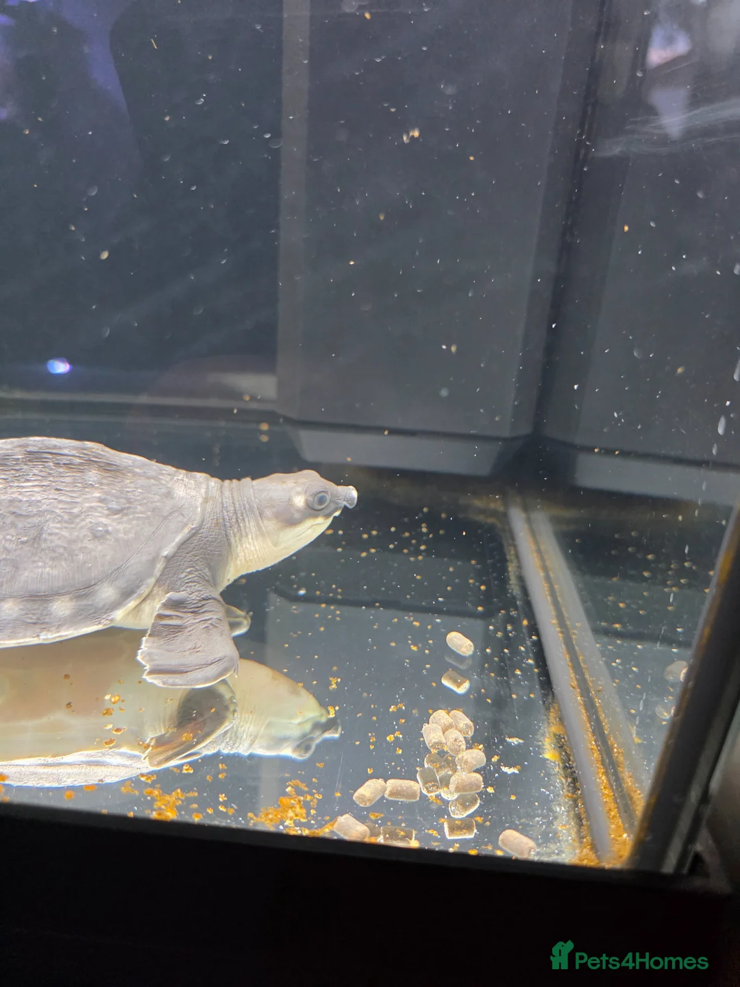 Turtle reptiles for sale: Fly river turtle and aquarium - Advert 9
