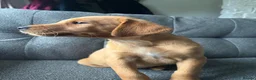 Labrador Retriever dogs for sale: Labrador puppies £750  - Advert 2