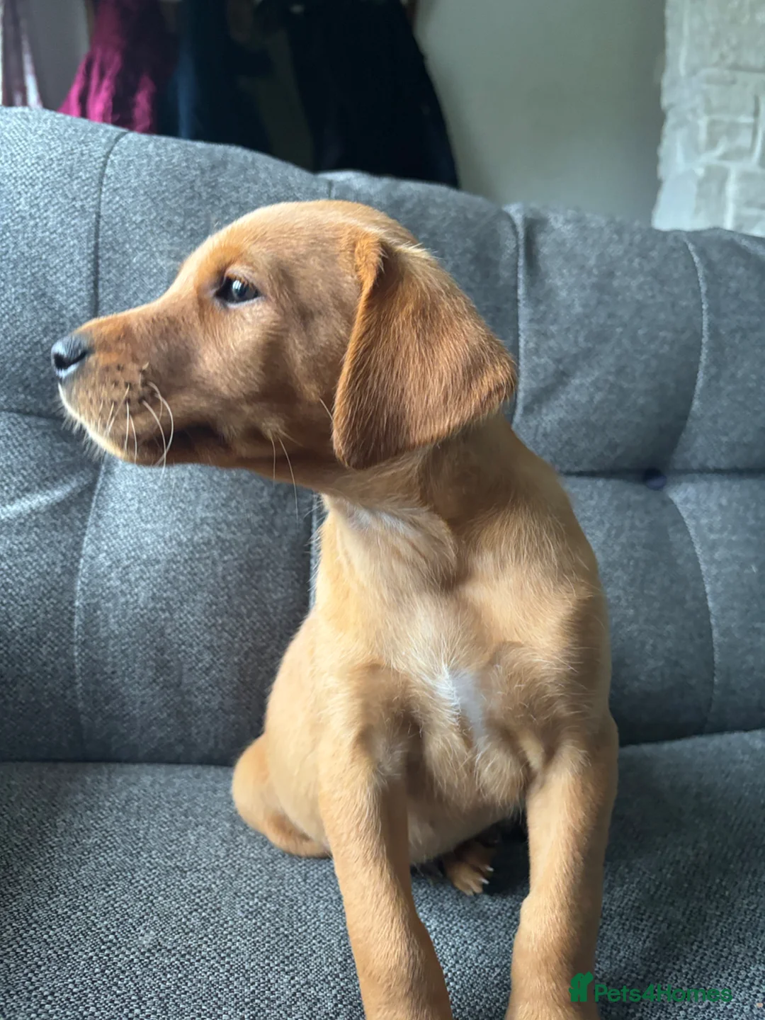Labrador Retriever dogs for sale: Labrador puppies £750  - Advert 2