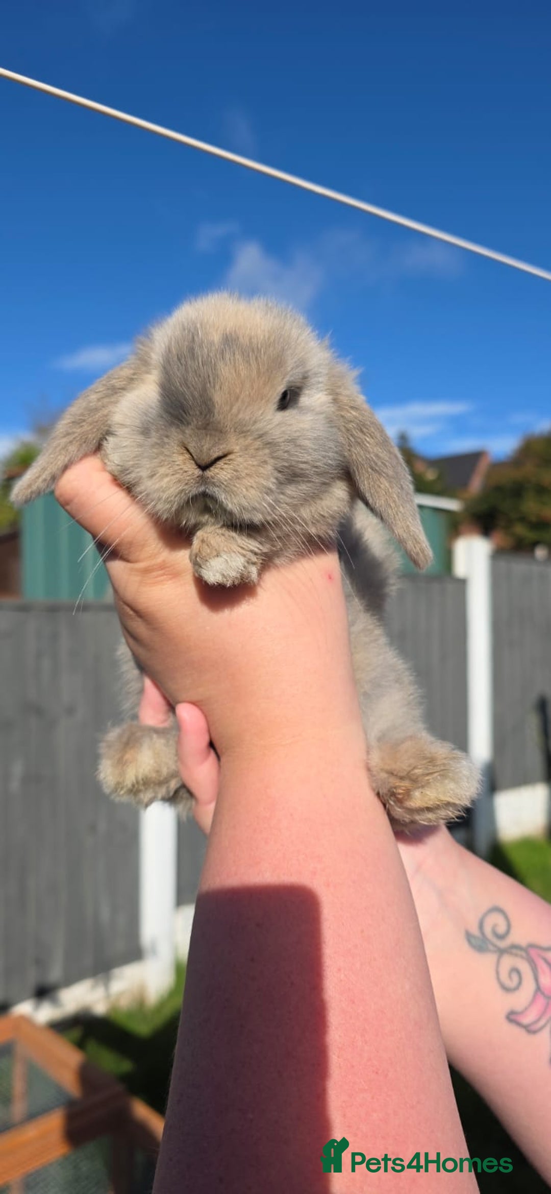 Mini Lop rabbits for sale: Two Mini Lop Bucks for Sale - Image 4