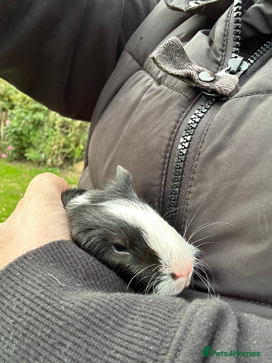 Guinea Pig rodents for sale: Baby Guinea Pigs ready now - Image 13