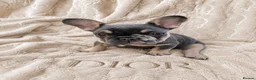 French Bulldog dogs for sale: £800! FINAL 3 PUPPIES LEFT 2 MALE 1 FEMALE - Advert 2