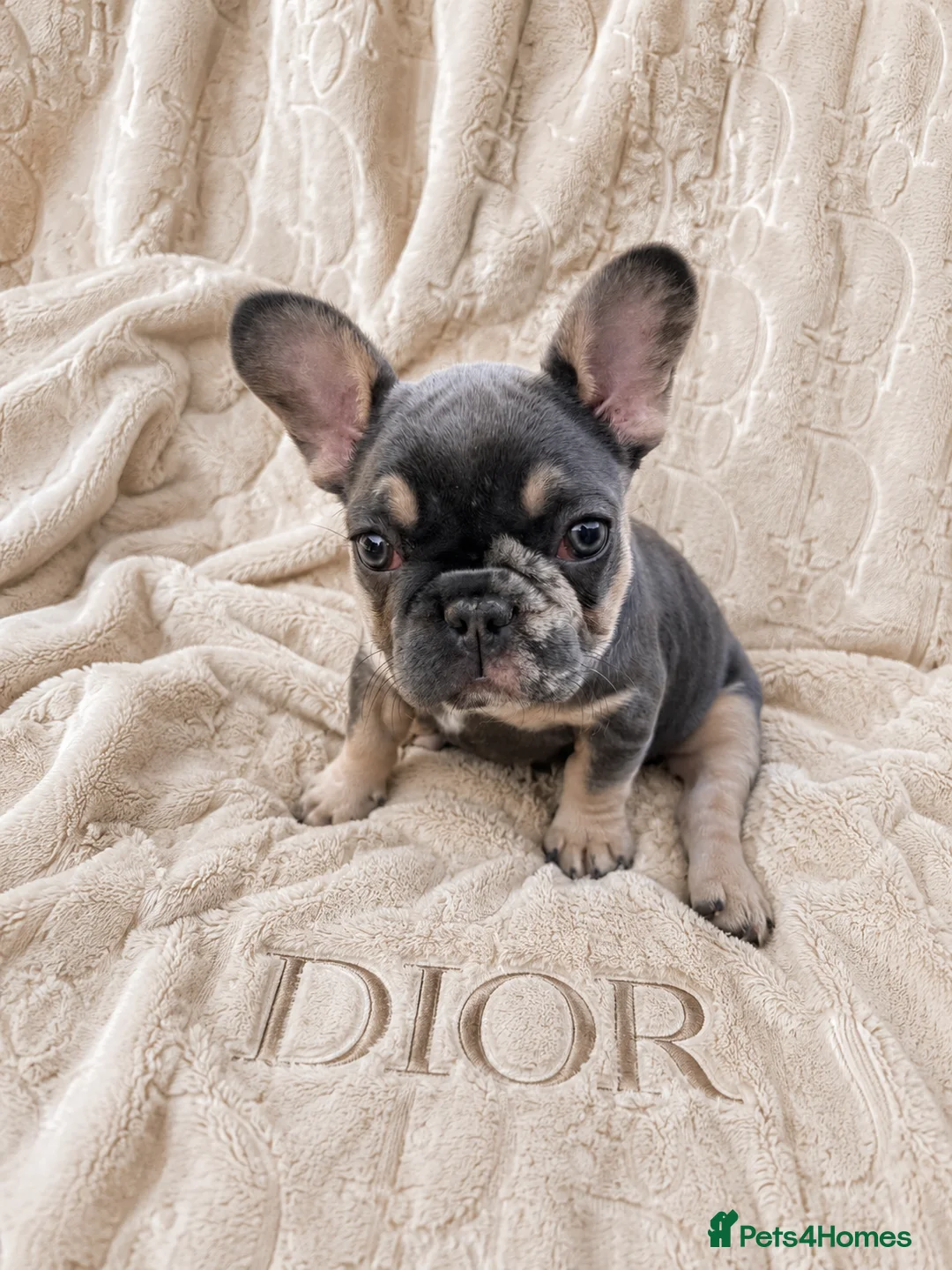 French Bulldog dogs for sale: £800! FINAL 3 PUPPIES LEFT 2 MALE 1 FEMALE - Advert 2